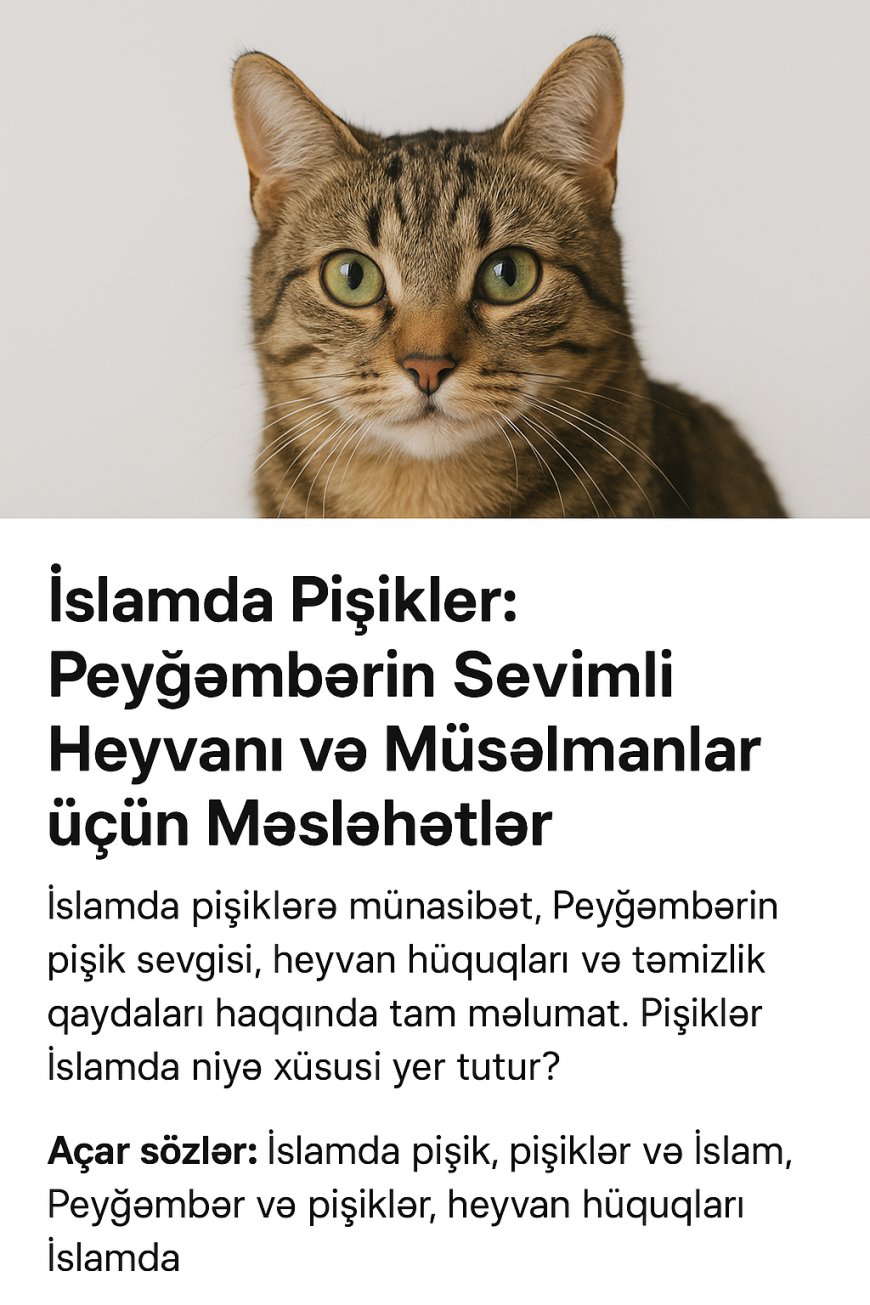 İslamda Pişik: Peyğəmbərin Sevimli Heyvanı və Müsəlmanlar üçün Məsləhətlər